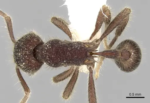 Hylomyrma immanis specimen