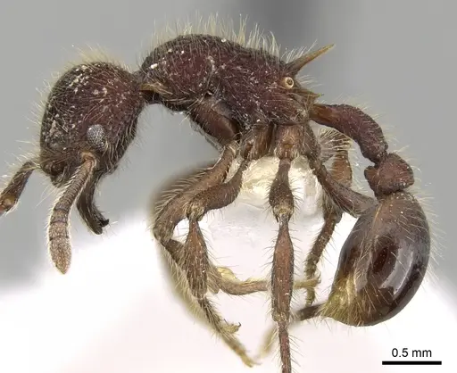 Hylomyrma immanis specimen