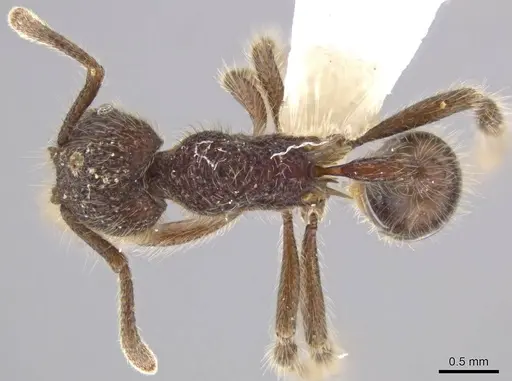 Hylomyrma immanis - CASENT0637527