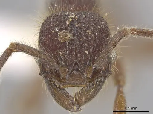 Hylomyrma immanis - CASENT0637527