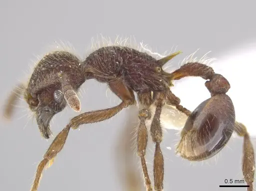 Hylomyrma immanis - CASENT0637527