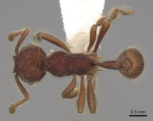 Hylomyrma immanis - CASENT0923016