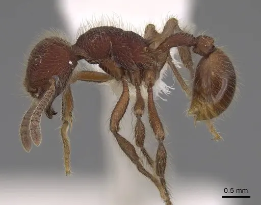 Hylomyrma immanis - CASENT0923016