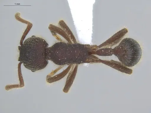 Hylomyrma immanis - ECOFOG-IT14-0421-16