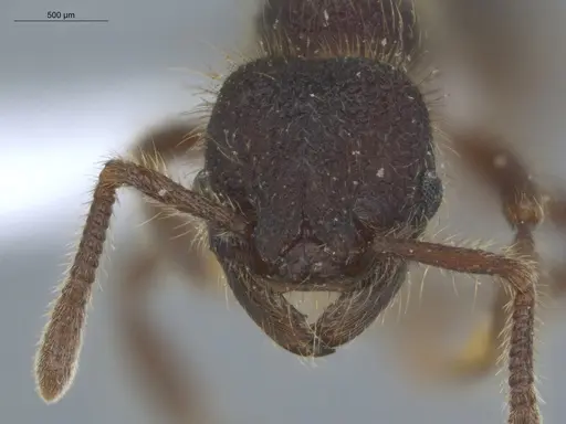 Hylomyrma immanis - ECOFOG-IT14-0421-16