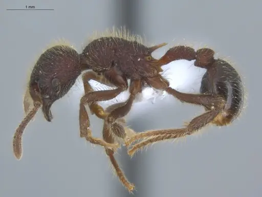 Hylomyrma immanis - ECOFOG-IT14-0421-16