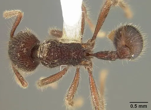 Hylomyrma immanis - USNMENT00411903