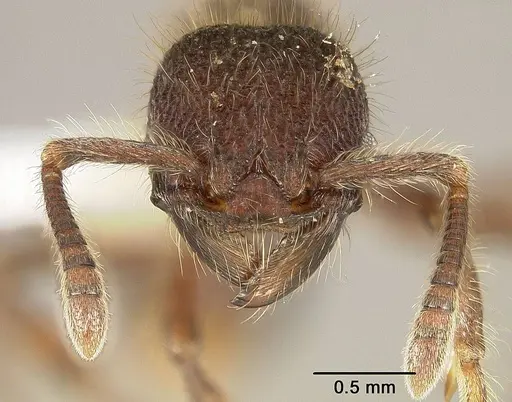 Hylomyrma immanis - USNMENT00411903