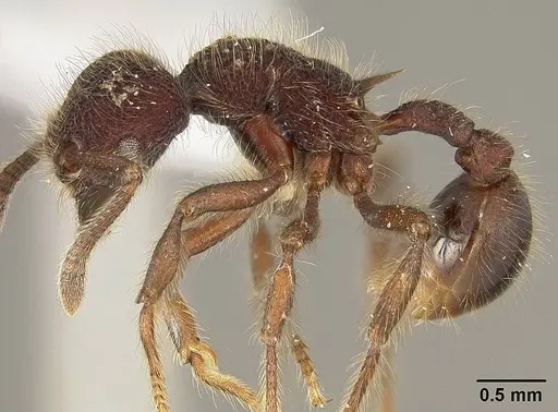 Hylomyrma immanis - USNMENT00411903