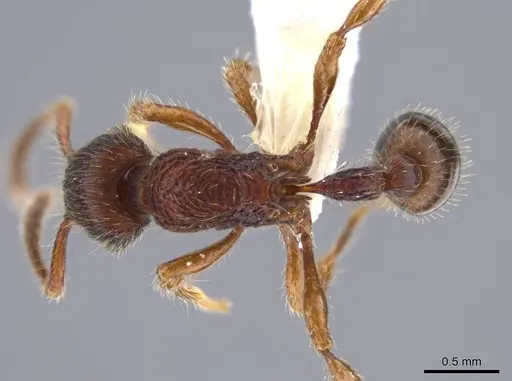 Hylomyrma jeronimae specimen