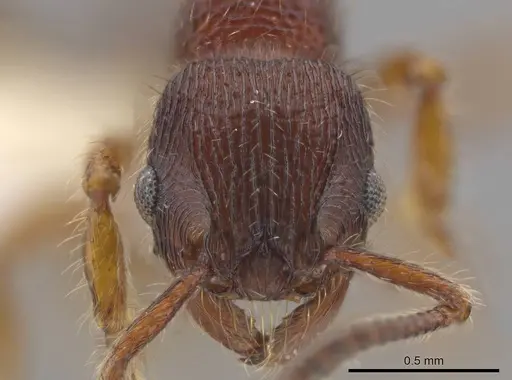 Hylomyrma jeronimae specimen