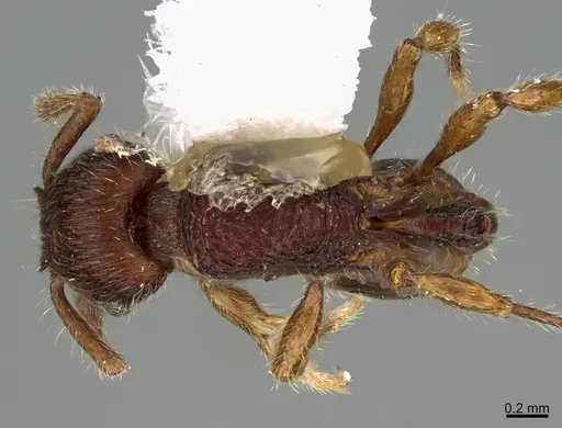 Hylomyrma jeronimae - CASENT0923621