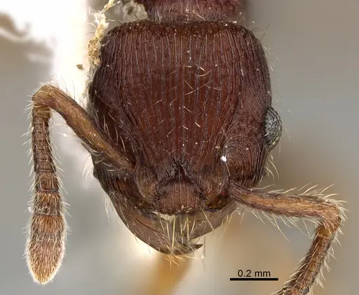 Hylomyrma jeronimae - CASENT0923621