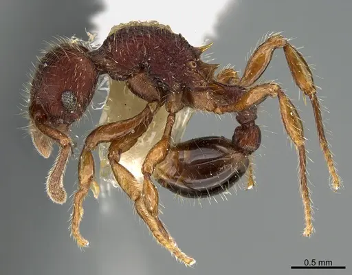 Hylomyrma jeronimae - CASENT0923621