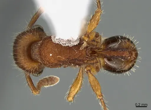 Hylomyrma jeronimae - CASENT0923622