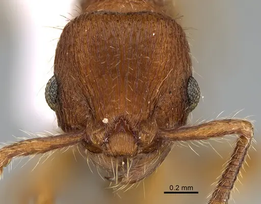 Hylomyrma jeronimae - CASENT0923622