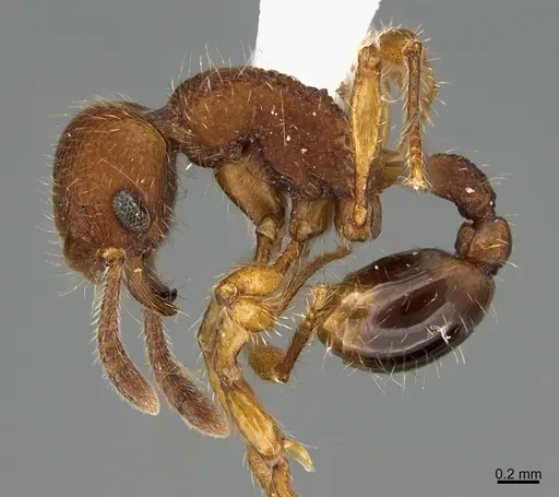 Hylomyrma jeronimae - CASENT0923622