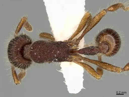 Hylomyrma lispectorae specimen