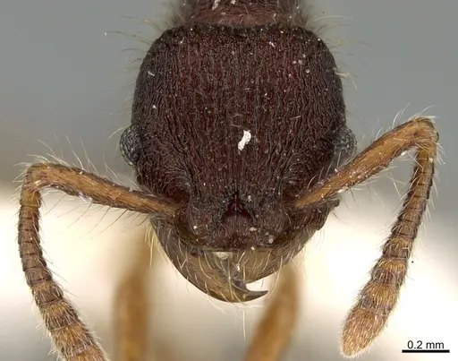 Hylomyrma lispectorae specimen