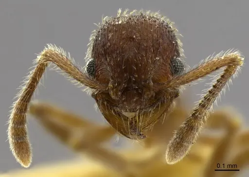 Hylomyrma longiscapa specimen