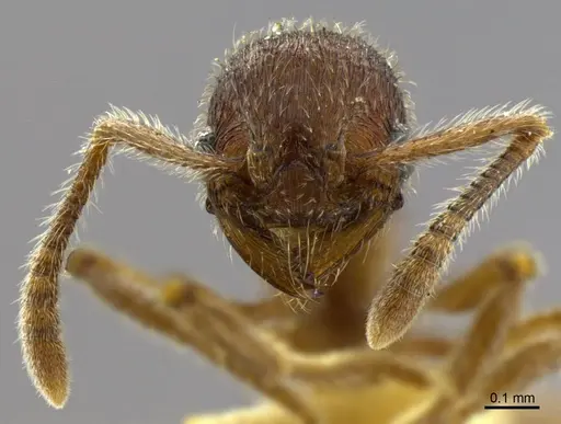 Hylomyrma longiscapa specimen