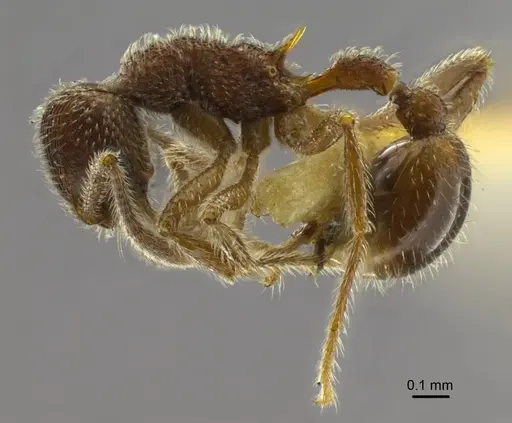Hylomyrma longiscapa specimen