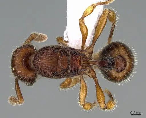 Hylomyrma lopesi specimen