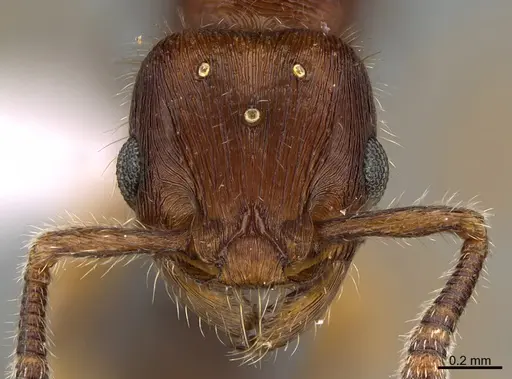 Hylomyrma lopesi specimen