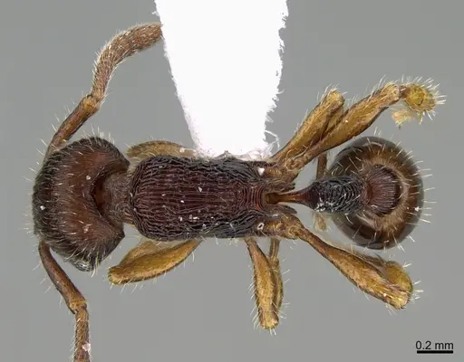 Hylomyrma lopesi - CASENT0923637