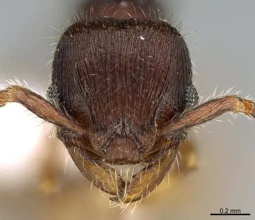 Hylomyrma lopesi - CASENT0923637