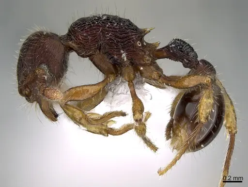 Hylomyrma lopesi - CASENT0923637