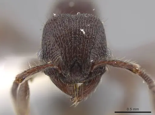 Hylomyrma mariae specimen