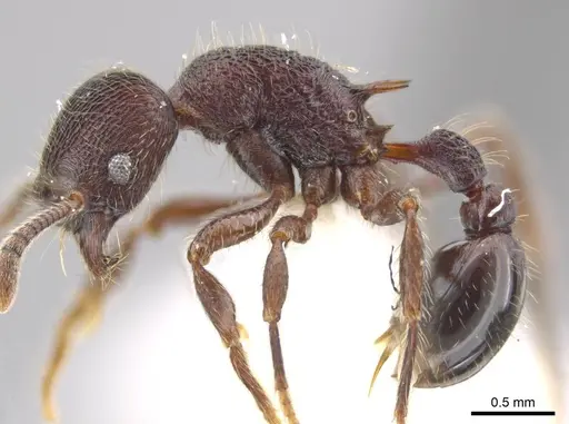 Hylomyrma mariae specimen