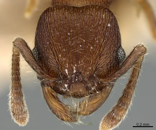 Hylomyrma mariae - CASENT0923625