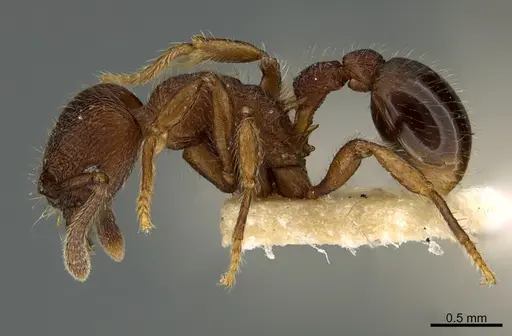 Hylomyrma mariae - CASENT0923625