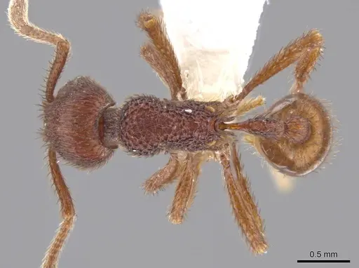 Hylomyrma marielleae specimen