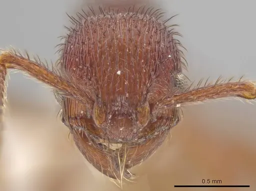 Hylomyrma marielleae specimen