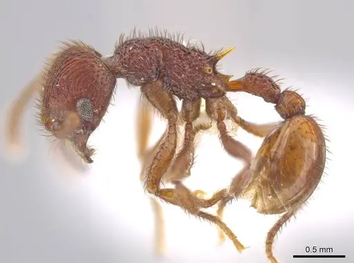 Hylomyrma marielleae specimen