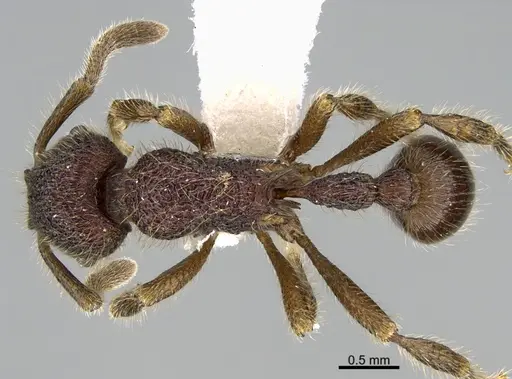 Hylomyrma mitiae specimen