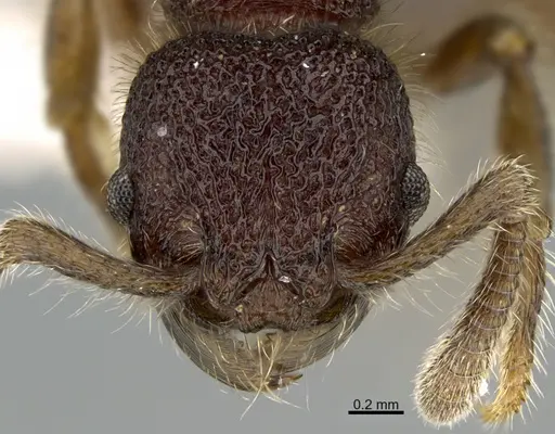 Hylomyrma mitiae specimen