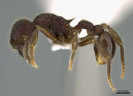 Hylomyrma mitiae specimen