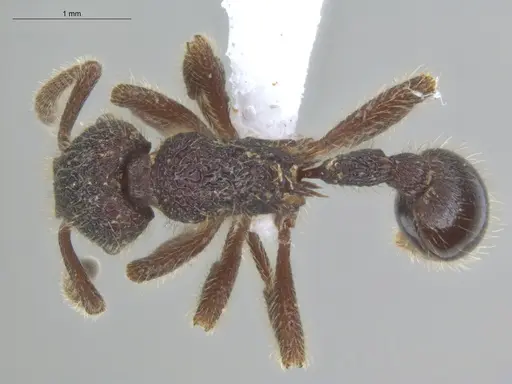 Hylomyrma mitiae - ECOFOG-MI15-0374-27