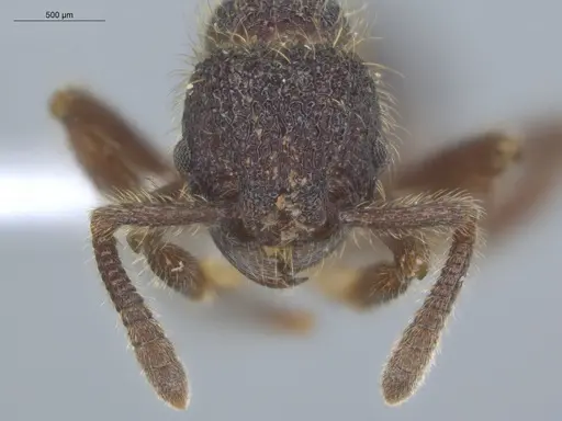 Hylomyrma mitiae - ECOFOG-MI15-0374-27