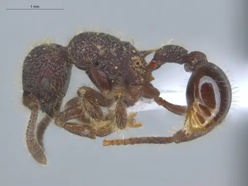 Hylomyrma mitiae - ECOFOG-MI15-0374-27