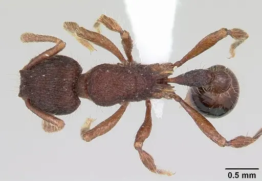 Hylomyrma montana specimen