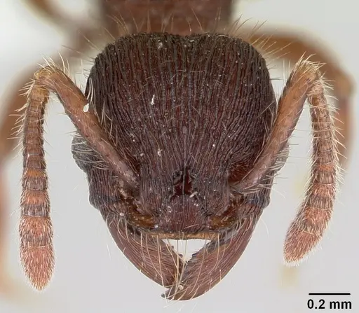 Hylomyrma montana specimen