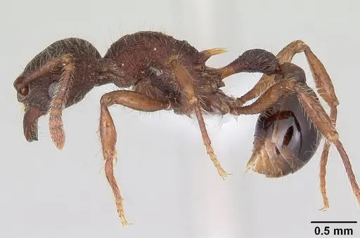 Hylomyrma montana specimen