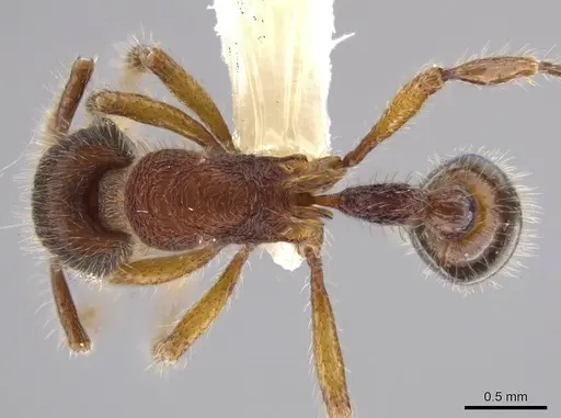 Hylomyrma montana - CASENT0633349