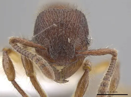 Hylomyrma montana - CASENT0633349