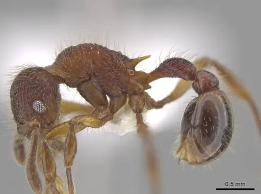 Hylomyrma montana - CASENT0633349